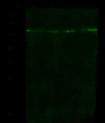 Western Blot: 5-HT2B Antibody [NBP2-98911]