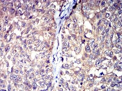 Immunohistochemistry-Paraffin: 5-HT3A Antibody (3B11C10) - BSA Free [NBP2-61781]