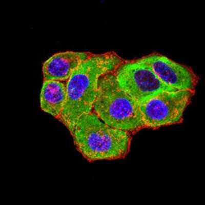 Immunocytochemistry/ Immunofluorescence: 5-HT3A Antibody (4D5E7) - BSA Free [NBP2-61786]