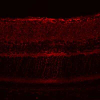 Immunohistochemistry-Frozen: 5-HT3A Antibody [NB100-41382]