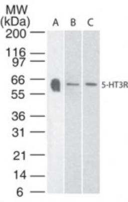 Western Blot: 5-HT3A Antibody [NB100-56351]