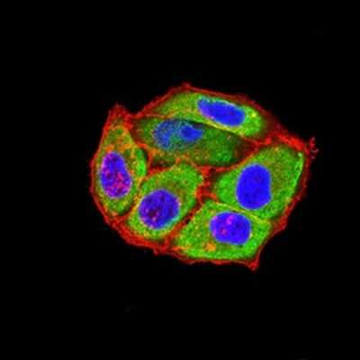 Immunocytochemistry/ Immunofluorescence: 5-HT3B Antibody (2H9H5) - BSA Free [NBP2-61787]