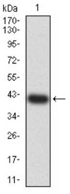 Western Blot: 5-HT3B Antibody (4G6H7)BSA Free [NBP2-61792]