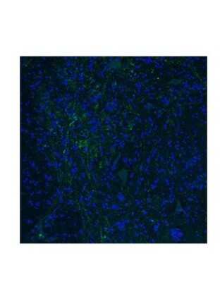 Immunohistochemistry: 5-HT3E Antibody [NBP2-82540]