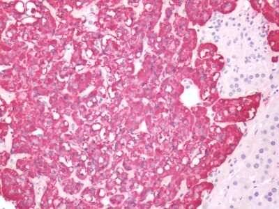 Immunohistochemistry-Paraffin: 5-HT4 Antibody - BSA Free [NLS655]
