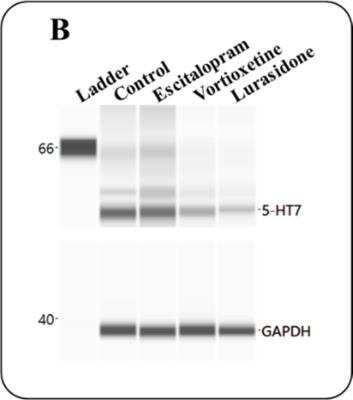 Simple Western: 5-HT7 Antibody [NB100-56352]