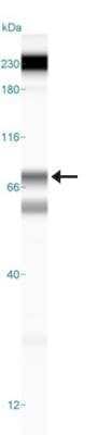 Simple Western: 5-Lipoxygenase AntibodyBSA Free [NB110-58748]