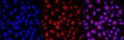 Immunocytochemistry/ Immunofluorescence: 5-MethylCytosine Antibody (33D3) [NBP2-54609]