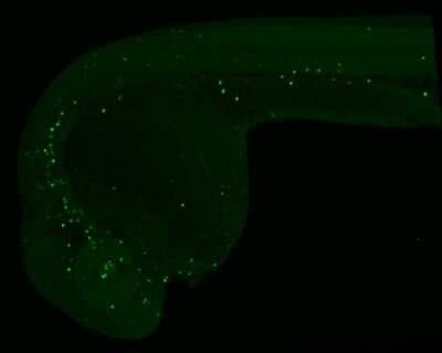 Immunohistochemistry Whole-Mount: 5-MethylCytosine Antibody (4111) [NBP2-42814]
