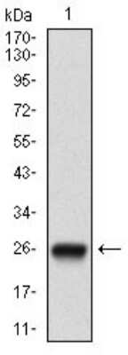 Western Blot: 5'-Nucleotidase/CD73 Antibody (4G6B10)BSA Free [NBP2-37274]