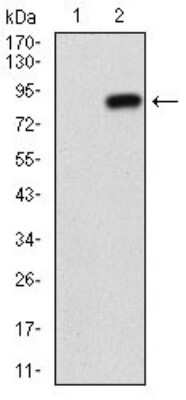 Western Blot: 5'-Nucleotidase/CD73 Antibody (4G6B10)BSA Free [NBP2-37274]