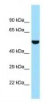 Western Blot: 5033411D12Rik Antibody [NBP1-98273]