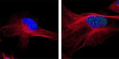 Immunocytochemistry/Immunofluorescence Using Conjugated 53BP1 Antibody