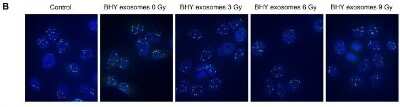Immunocytochemistry/ Immunofluorescence: 53BP1 Antibody - BSA Free [NB100-305]