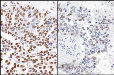 53BP1 Staining in Multiple Tissues