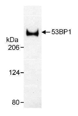 Western Blot: 53BP1 AntibodyBSA Free [NB100-305]