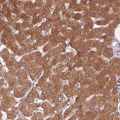 Immunohistochemistry-Paraffin: 58K Golgi Protein Antibody [NBP2-48601]