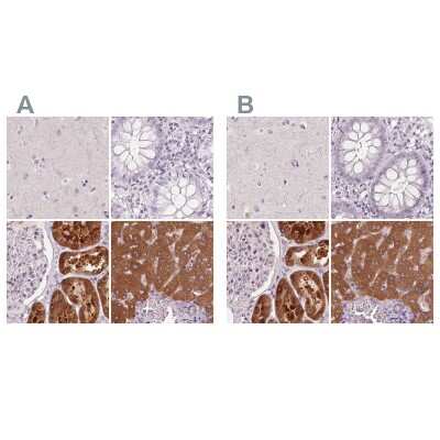 Immunohistochemistry-Paraffin: 58K Golgi Protein Antibody [NBP2-48601]