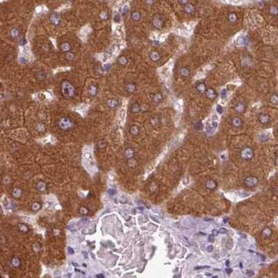Immunohistochemistry-Paraffin: 58K Golgi Protein Antibody [NBP2-48601]