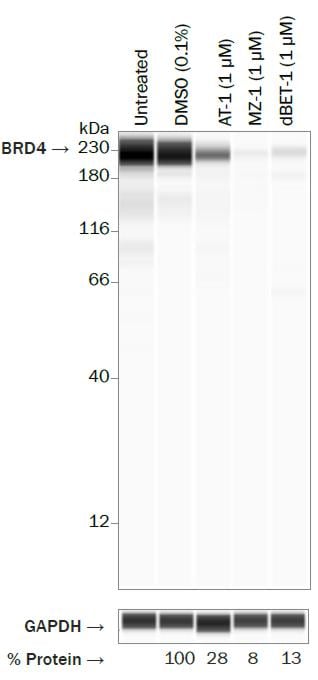 Application of MZ 1 in HeLa Cells