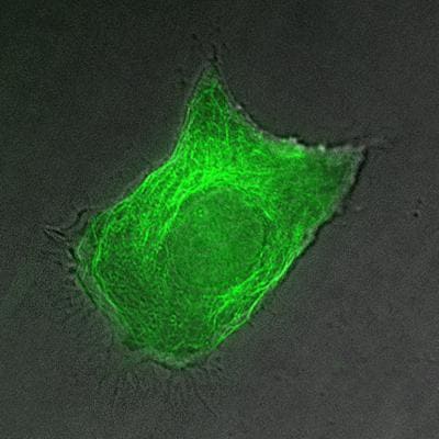 Application of Flutax 2 for labeling HeLa cells