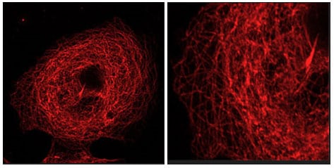 Applications on Tubulin for Janelia Fluor® 669, NHS ester