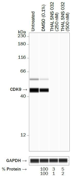 Application of THAL SNS 032 in MOLT-4 cells