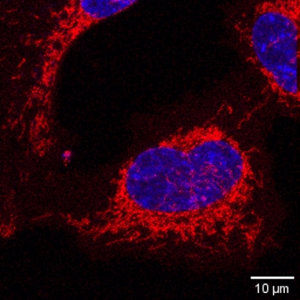 High resolution confocal image of MitoBrilliant 646 shows the morphology of mitochondria in live cell