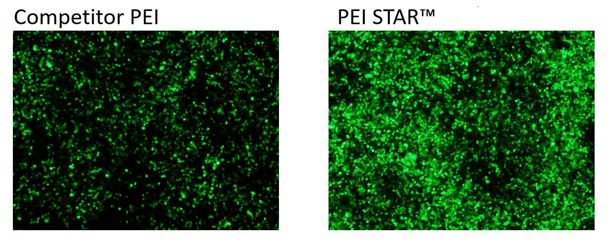 Cells transfected with a reporter GFP construct using a leading competitor PEI and PEI STAR™