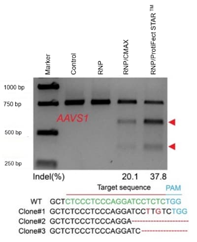 ProtiFect STAR™ Protein Transfection Reagent applications