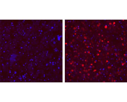 Fluorescent microscopy data of dTAG Janelia Fluor® 635 in HEK293 cells