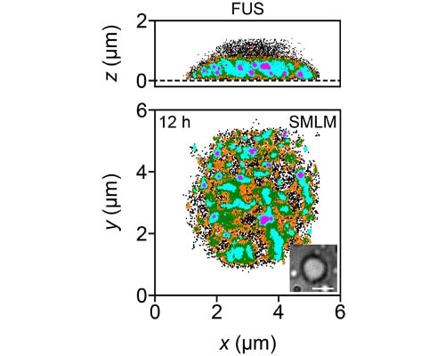 Application of Janelia Fluor® 635b, Maleimide.