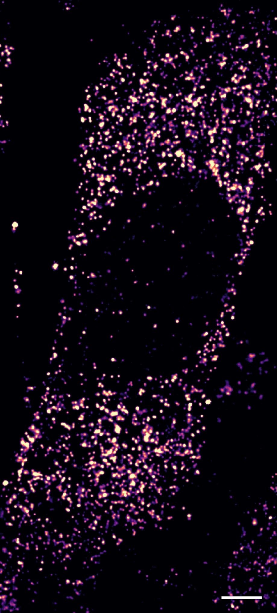 MEF cells labelled with Janelia Fluor 646b, NHS ester