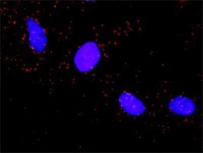 Proximity Ligation Assay: A-RAF Antibody (3E2) [H00000369-M05]