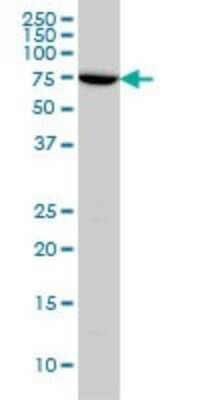 Western Blot: A-RAF Antibody (4H7) [H00000369-M03]