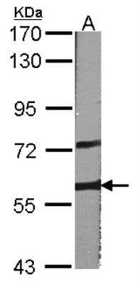 Western Blot: A-RAF Antibody [NBP1-33067]