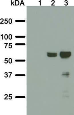 Western Blot: A. aeolicus BPL/BioID2 Antibody (SS 3A5-E2)BSA Free [NBP2-59941]