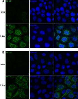 Immunocytochemistry/ Immunofluorescence: A. aeolicus BPL/BioID2 Antibody (SS QD1) - BSA Free [NBP2-59940]