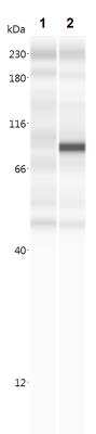 Simple Western: A. aeolicus BPL/BioID2 Antibody (SS QD1)BSA Free [NBP2-59940]