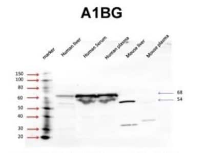 Western Blot: alpha 1B-Glycoprotein Antibody [NBP1-57965]