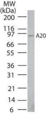 Western Blot: A20/TNFAIP3 Antibody (59A426)Azide Free [NBP2-33252]