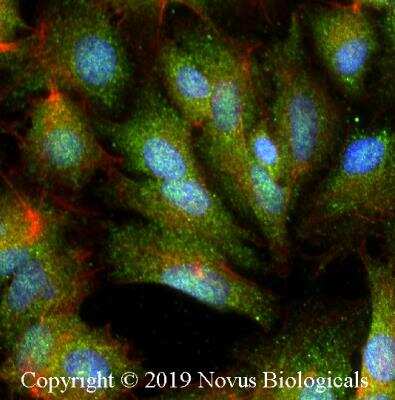 Immunocytochemistry/ Immunofluorescence: A20/TNFAIP3 Antibody (59A426) - BSA Free [NBP1-77533]
