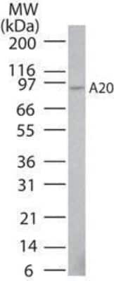Western Blot: A20/TNFAIP3 Antibody (59A426)BSA Free [NBP1-77533]