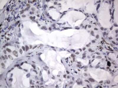 Immunohistochemistry: A2BP1 Antibody (OTI4F9) [NBP2-45532]