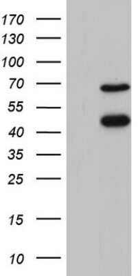 Western Blot: A2BP1 Antibody (OTI4F9) [NBP2-45532]