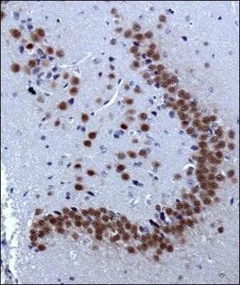 Immunohistochemistry: A2BP1 Antibody (D8H8) - Azide and BSA Free [NBP2-80553]
