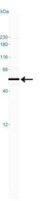 Simple Western: A2BP1 Antibody (D8H8)Azide and BSA Free [NBP2-80553]