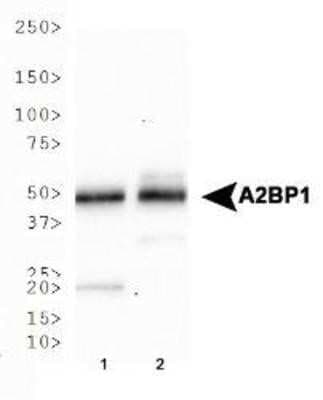 Western Blot: A2BP1 Antibody (D8H8)Azide and BSA Free [NBP2-80553]