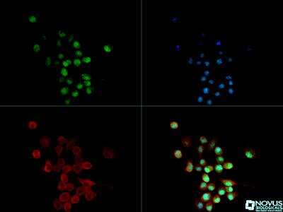 Immunocytochemistry/ Immunofluorescence: A2BP1 Antibody (D8H8) [NBP2-13169]
