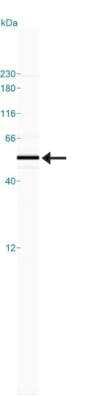 Simple Western: A2BP1 Antibody (D8H8) [NBP2-13169]